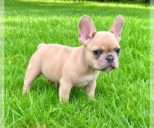 Medium Photo #6 French Bulldog Puppy For Sale in FAIR HAVEN, MI, USA
