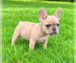 Small #5 French Bulldog