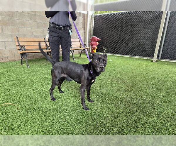 Medium Photo #2 Mutt Puppy For Sale in Corona, CA, USA