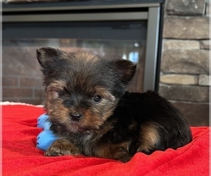 Yorkshire Terrier Puppy for sale in NOBLESVILLE, IN, USA