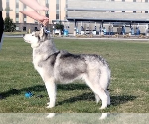 Mother of the Siberian Husky puppies born on 09/15/2025