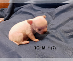 Small #1 Chihuahua