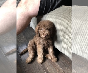 Goldendoodle Puppy for sale in NEW LONDON, IA, USA