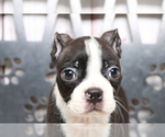 Small Photo #3 Boston Terrier Puppy For Sale in MARIETTA, GA, USA