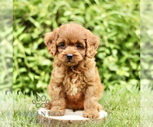 Cavapoo Puppy for sale in PARKESBURG, PA, USA