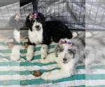 Small Photo #1 Aussiedoodle Puppy For Sale in GRAND SALINE, TX, USA