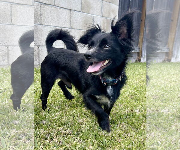 Medium Photo #1 Chion Puppy For Sale in Dana Point, CA, USA