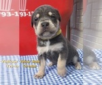 Puppy Brown collar Cane Corso