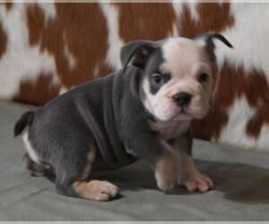 English Bulldog Puppy for sale in MARSHFIELD, MO, USA