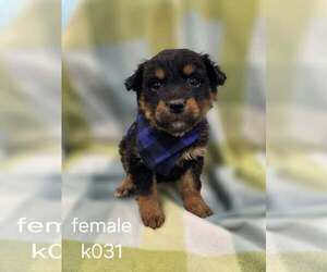 Aussiedor Dogs for adoption in SHERBURNE, NY, USA