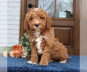 Goldendoodle (Miniature) Puppy for sale in NARVON, PA, USA