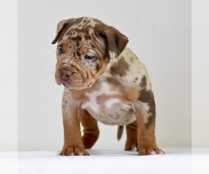 American Bully Puppy for sale in DE LEON SPRINGS, FL, USA