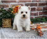 Eric - Male West Highland White Terrier Puppy for Sale - Photo #4