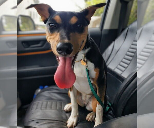 Medium Photo #4 - Mix Puppy For Sale in Vail, AZ, USA