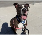Small #1 American Pit Bull Terrier