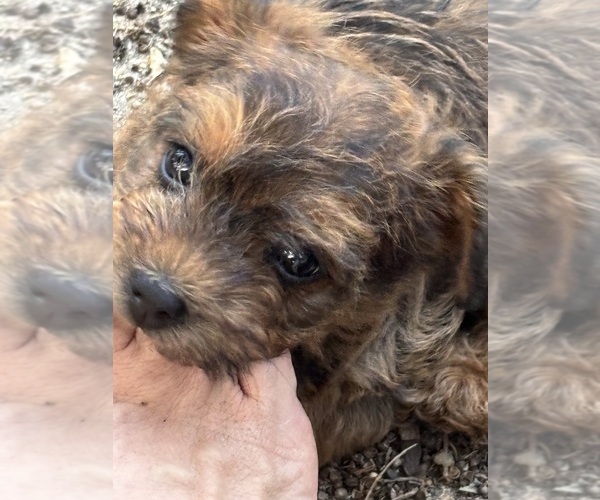 Medium Photo #17 Poocan Puppy For Sale in FAIR OAKS, CA, USA
