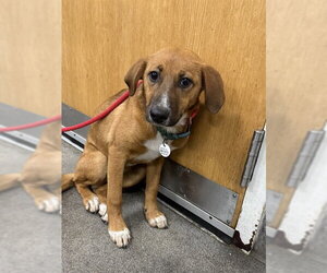 Rhodesian Ridgeback-Unknown Mix Dogs for adoption in Forestville, MD, USA