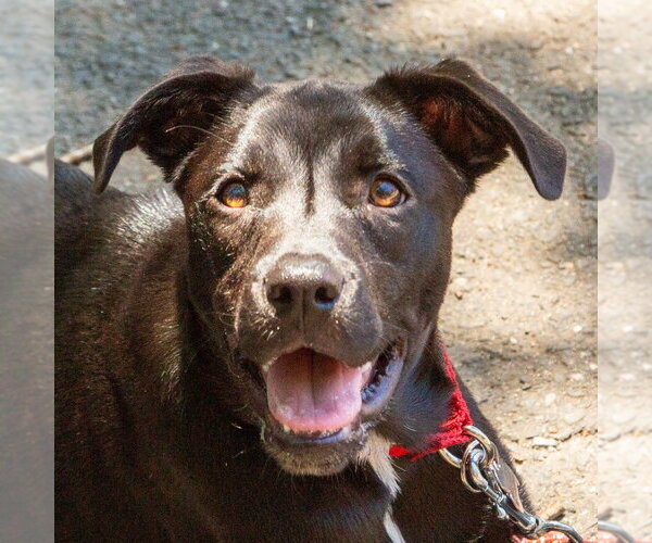 Medium Photo #17 Labrador Retriever-Unknown Mix Puppy For Sale in Canton, CT, USA