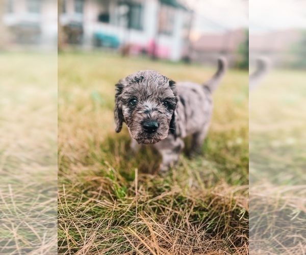 Medium Photo #8 Golden Mountain Doodle  Puppy For Sale in TRAFALGAR, IN, USA