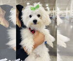 Small #1 Maltese