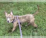 Small #1 American Pit Bull Terrier Mix