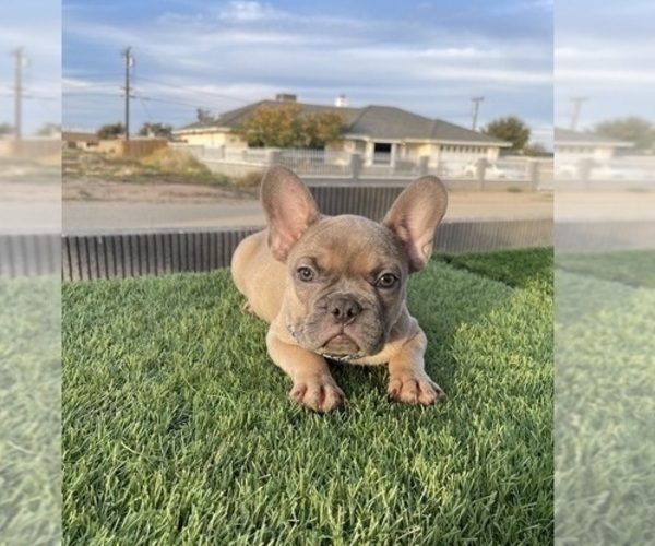 Medium Photo #9 French Bulldog Puppy For Sale in POMONA, CA, USA