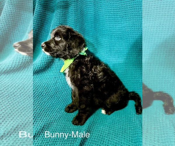 Medium Photo #14 Labradoodle-Miniature Australian Shepherd Mix Puppy For Sale in MANSFIELD, TX, USA