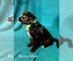 Small #13 Labradoodle-Miniature Australian Shepherd Mix