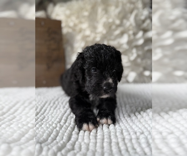 Medium Photo #8 Bernedoodle Puppy For Sale in BELMONT, NC, USA