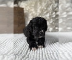 Small #7 Bernedoodle