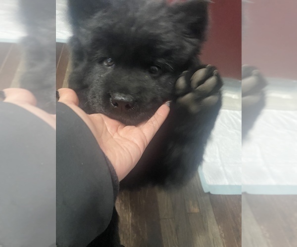 Medium Photo #1 Chow Chow Puppy For Sale in ELGIN, IL, USA
