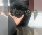 Small Photo #1 Chow Chow Puppy For Sale in ELGIN, IL, USA