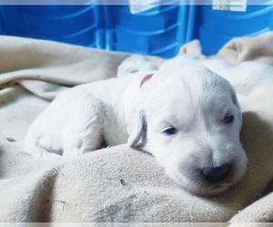 English Cream Golden Retriever-Goldendoodle Mix Puppy for sale in AUBURN, CA, USA