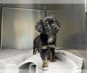 Cavalier King Charles Spaniel-Unknown Mix Dogs for adoption in Pasadena, CA, USA