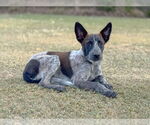 Small #1 Mutt