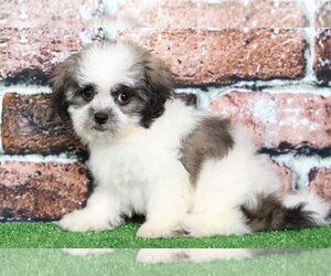 Zuchon Puppy for sale in BEL AIR, MD, USA