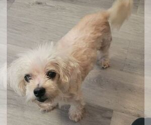 Maltese Dogs for adoption in Carrollton, TX, USA