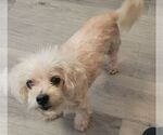 Small Maltese