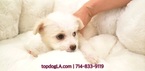 Small Maltese-Poodle (Standard) Mix