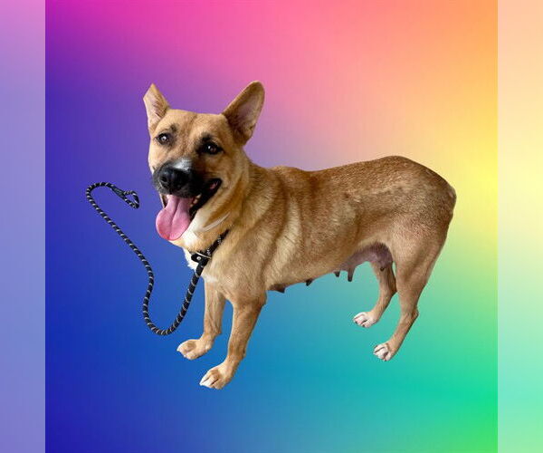 Medium Photo #3 Mutt Puppy For Sale in Conroe, TX, USA