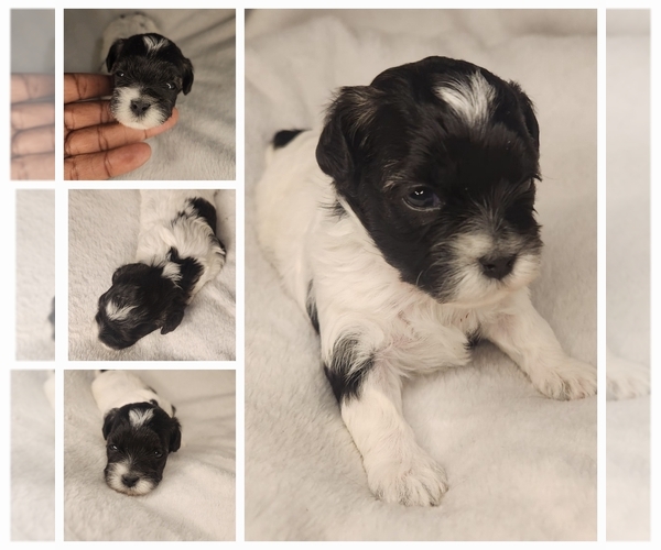 Medium Photo #1 ShihPoo Puppy For Sale in FORT WASHINGTON, MD, USA