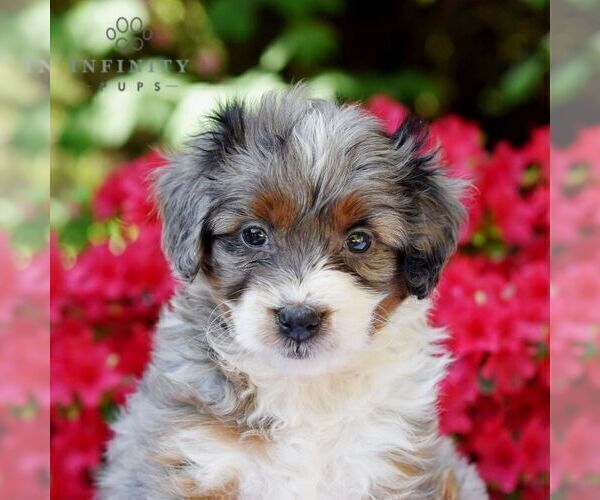 Medium Photo #5 Aussiedoodle Miniature  Puppy For Sale in SUNBURY, PA, USA