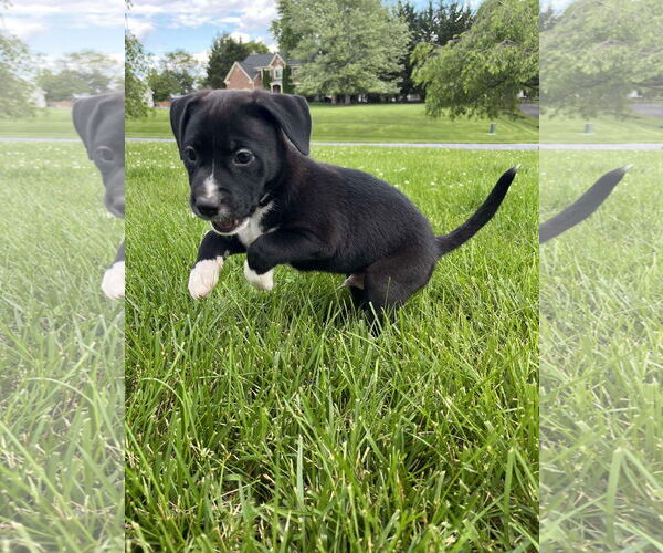 Medium Photo #11 American Pit Bull Terrier-Unknown Mix Puppy For Sale in Derwood, MD, USA