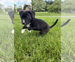 Small #10 American Pit Bull Terrier Mix