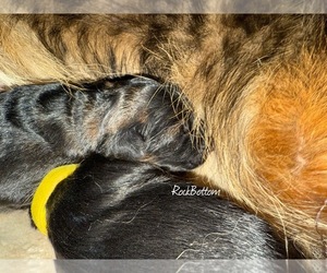 German Shepherd Dog Puppy for sale in MORRILTON, AR, USA