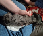 Small Photo #12 Dachshund Puppy For Sale in BON AQUA, TN, USA