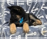 Small Photo #7 German Shepherd Dog Puppy For Sale in EAST EARL, PA, USA