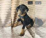 Small #1 Doberman Pinscher