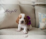 Small Photo #1 Basset Hound Puppy For Sale in CUMMING, GA, USA