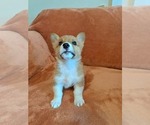 Small #1 Pembroke Welsh Corgi
